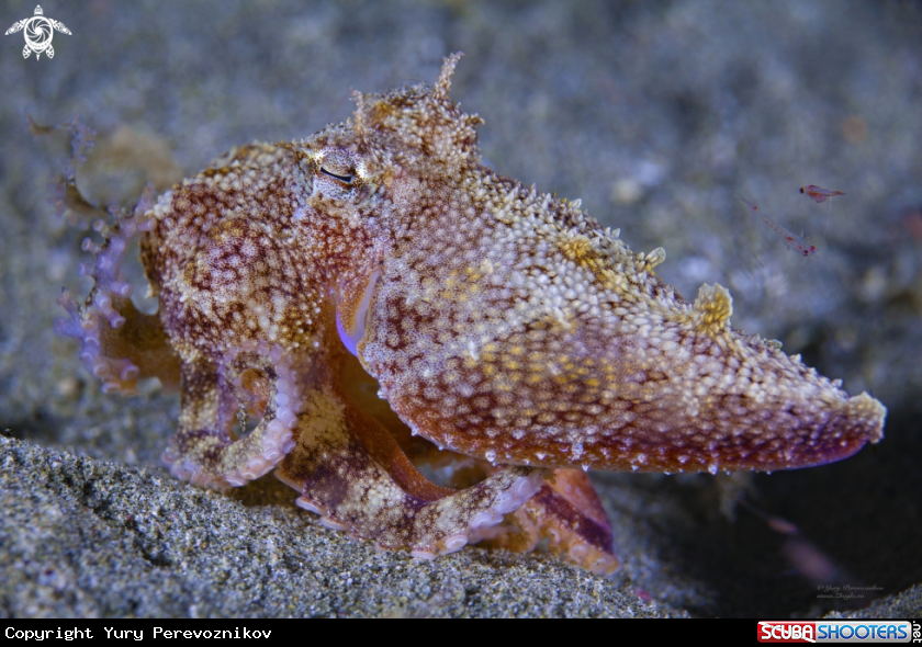 A Octopus baby