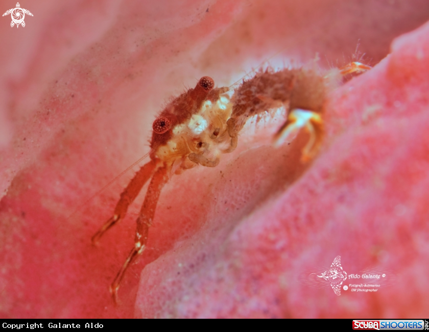 A Porcelain Crab (10 - 15 mm)
