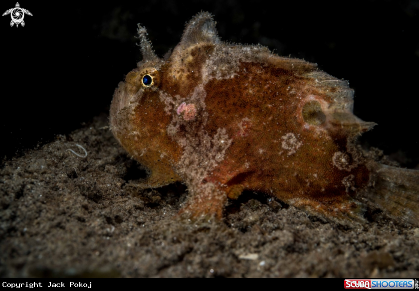 A Antennatus nummifer