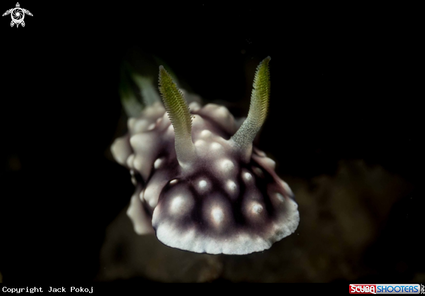 A Goniobranchus geometricus
