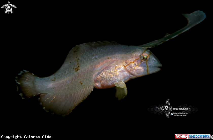 A Peacock Razorfish