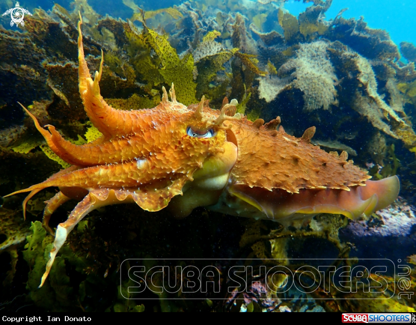 A Australian giant cuttlefish