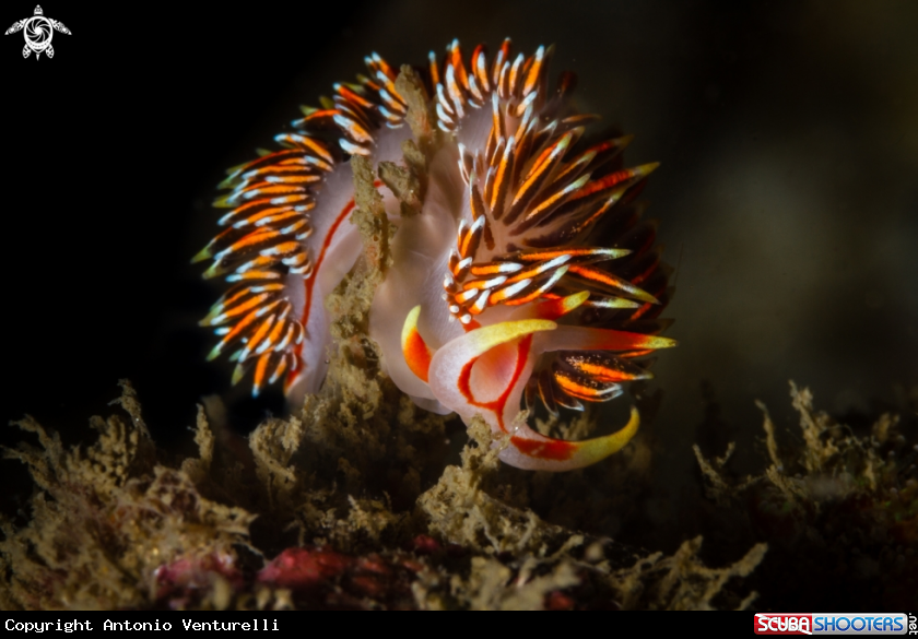 A Phidiana militaris nudibranch