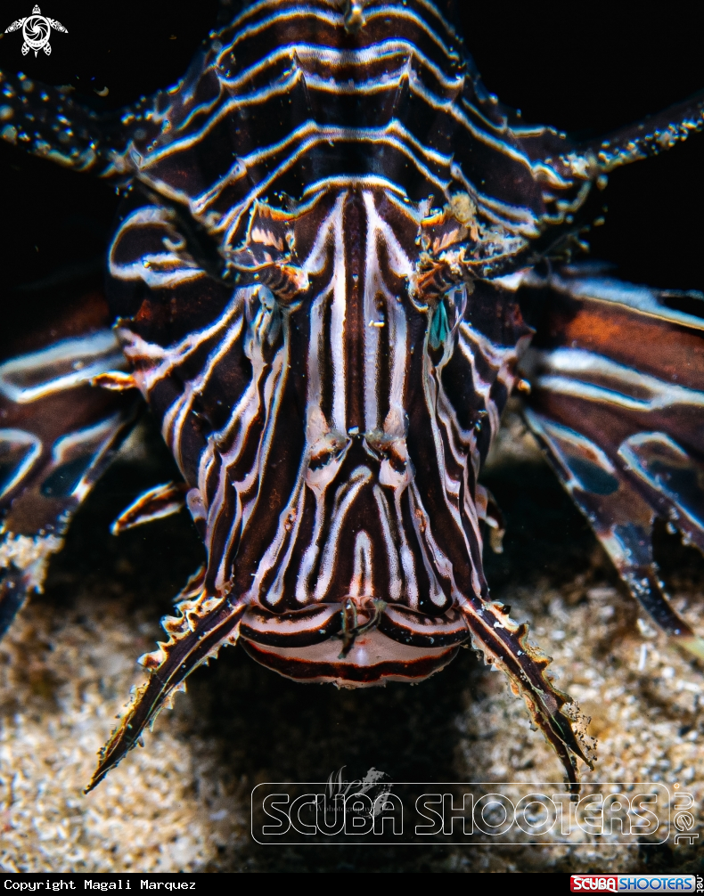A Lionfish 