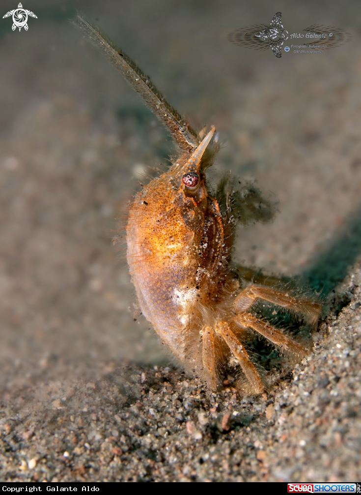A Two-Horned Gomeza 