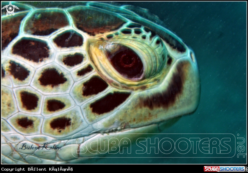 A Caretta