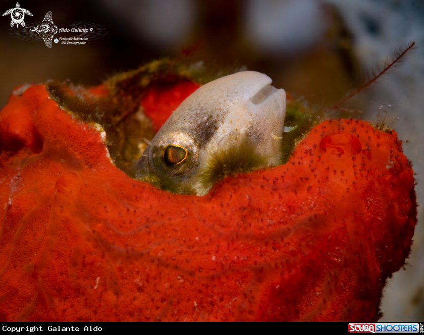 A Short Headed Blenny