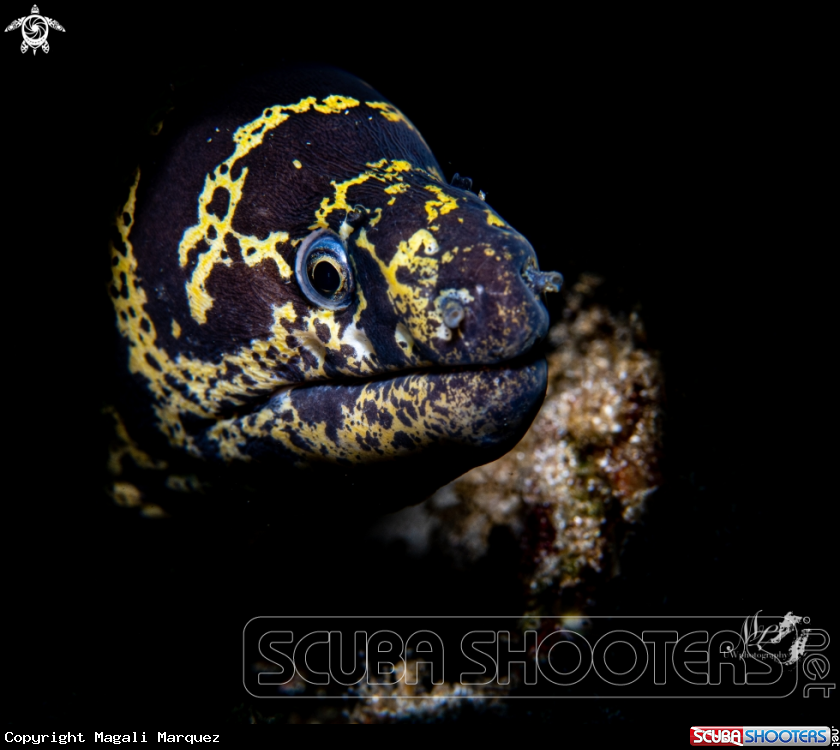A Chain Moray eel 