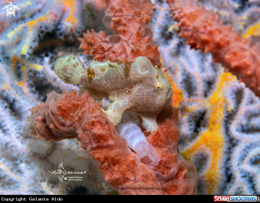 A Frogfish