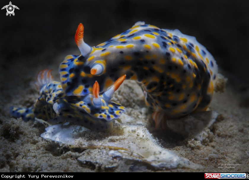 A Hypselodoris infucata