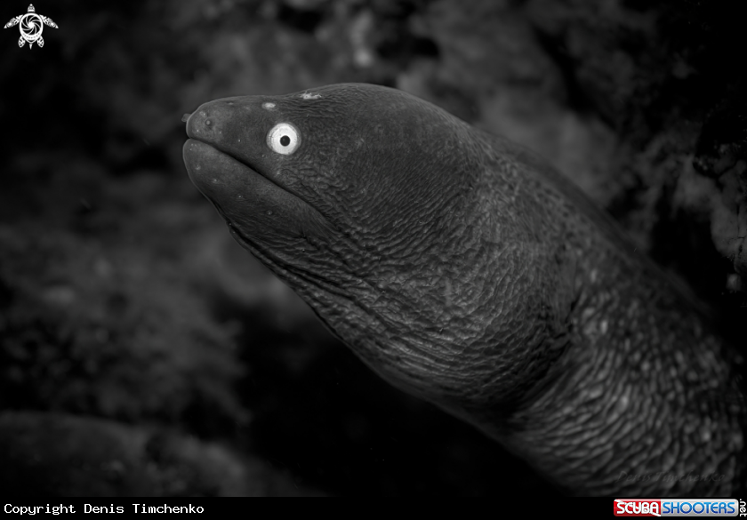 A MORAY