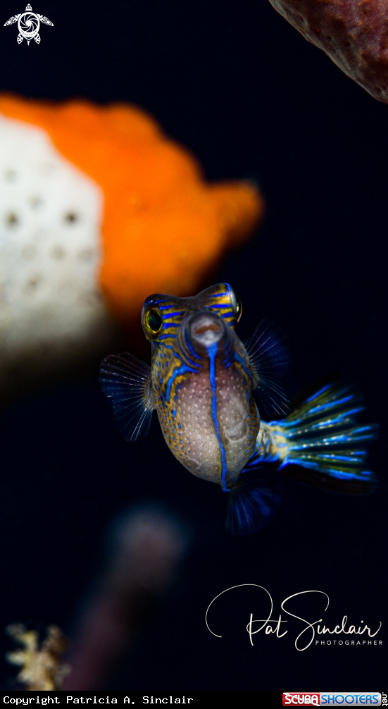 A sharpnosed puffer