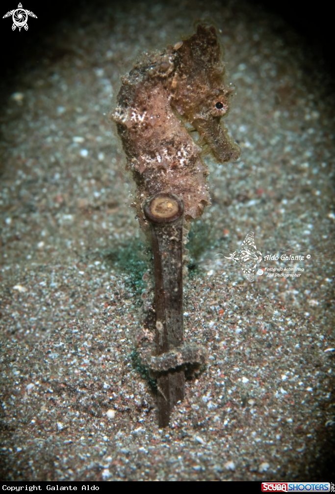 A Sea Horse Juvenil