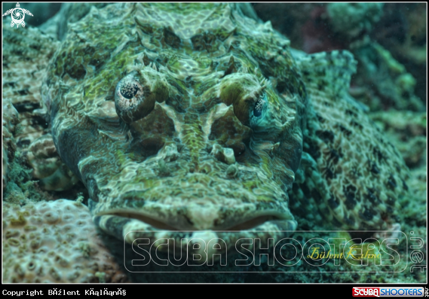 A Crocidile Fish