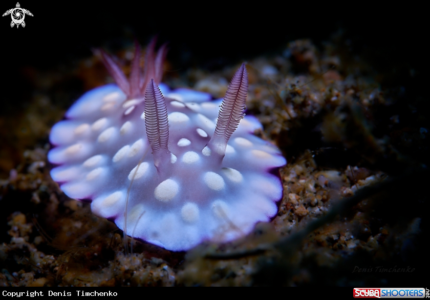 A NUDIBRANCH
