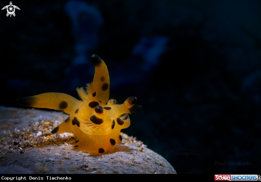 A NUDIBRANCH