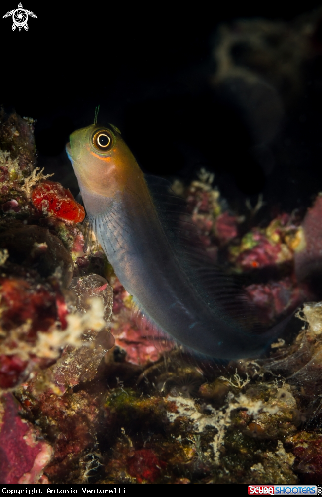 A Coral goby