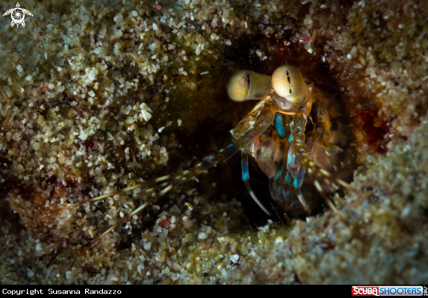A Coral shrimp