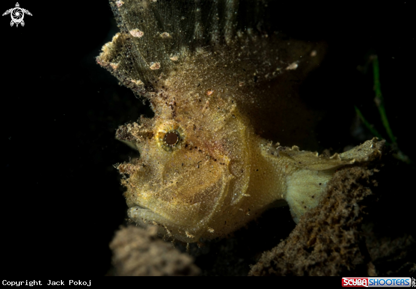 A Leaf Scorpionfish