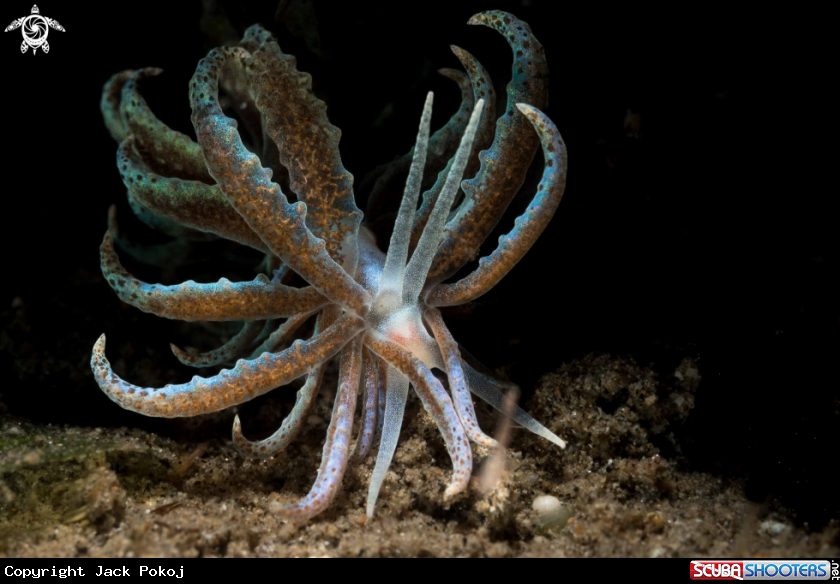 A Phyllodesmium crypticum