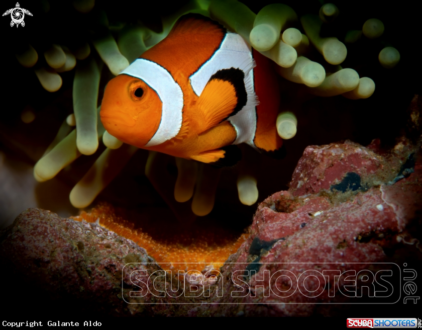 A Clownfish