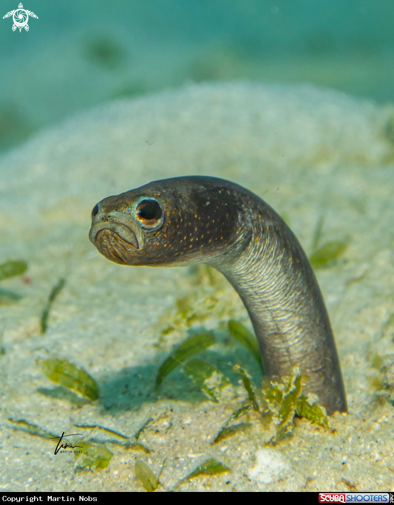 A Brown Gardeneel