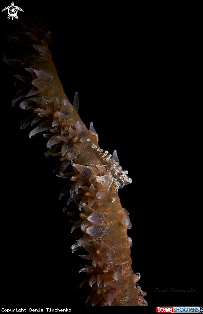 A SHRIMP