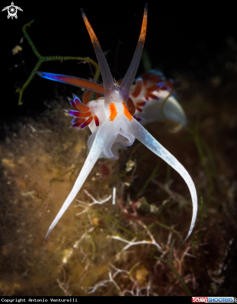 A Cratena peregrina nudibranch