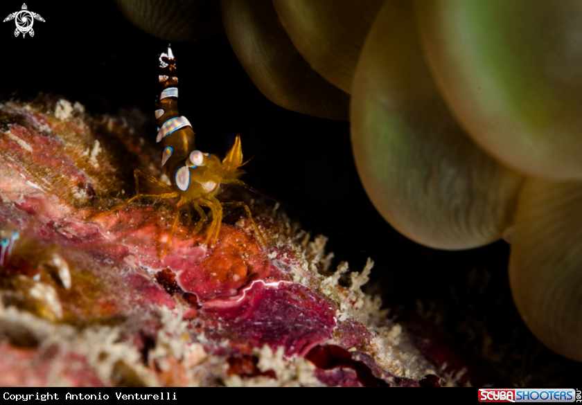 A Squat shrimp