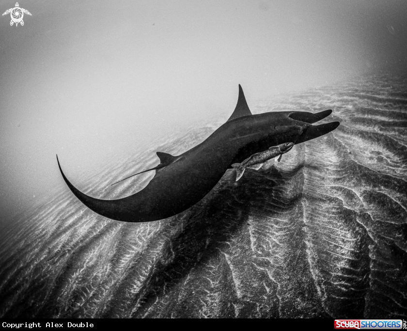 A Melanistic Giant Pacific Manta
