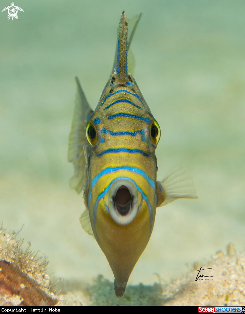 A Queen Triggerfish