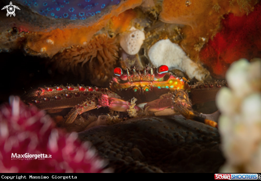A Squat Lobster