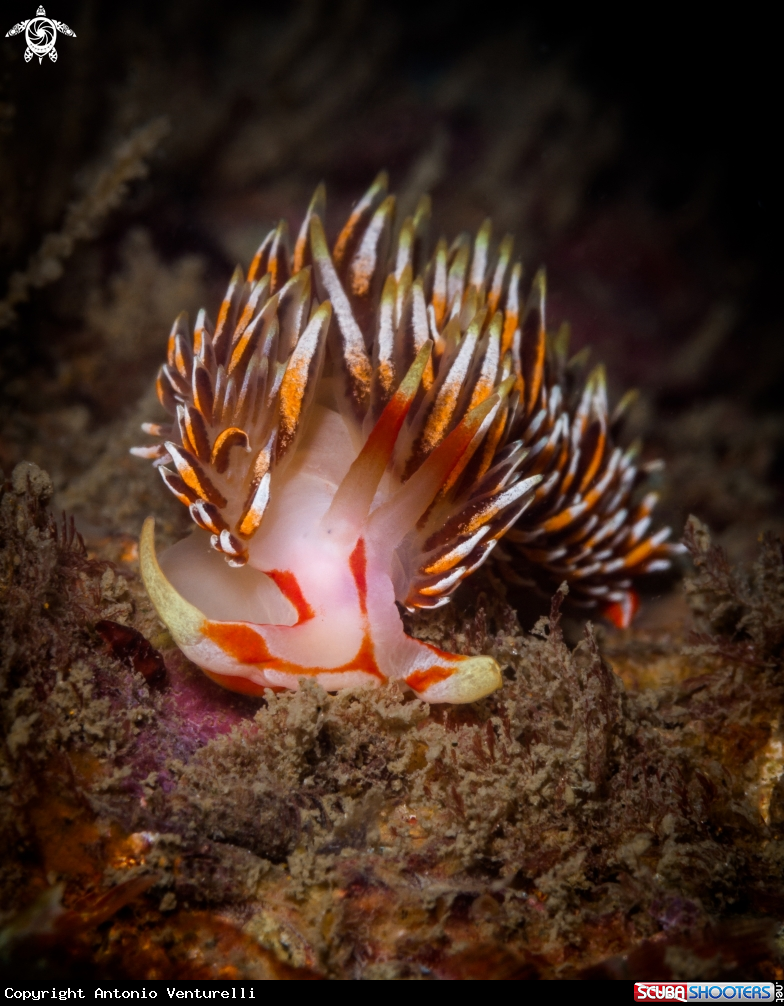 A Phidiana militaris nudibranch