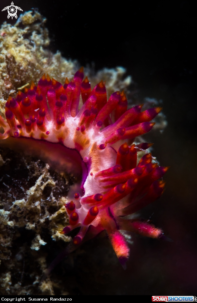 A Coryphellina rubrolineata nudibranch