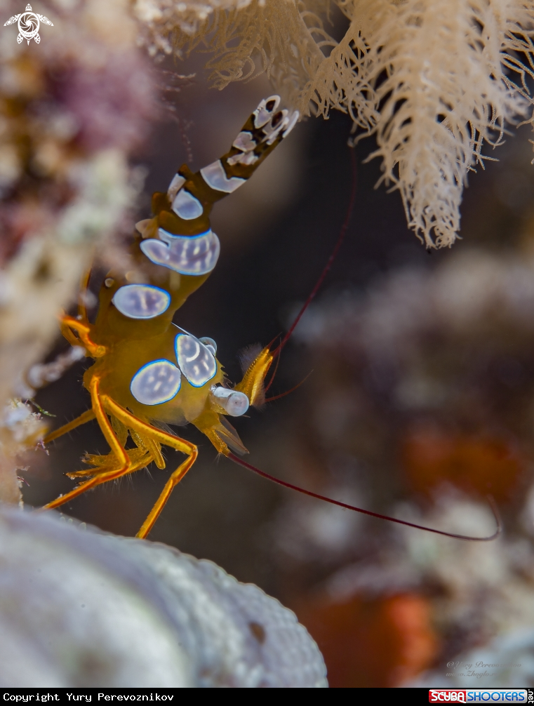 A Sexy shrimp