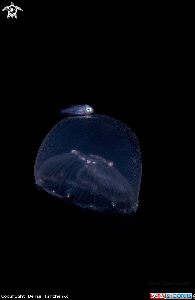 A medusafish