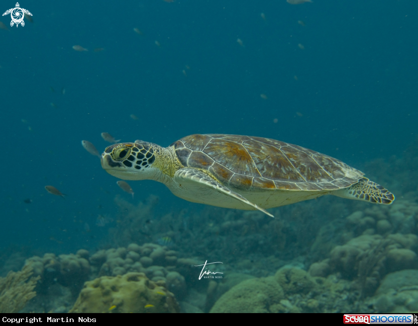 A Green Seaturtle