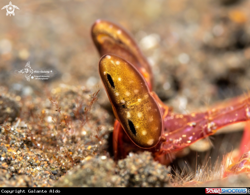 A Lisa's Matis Shrimp