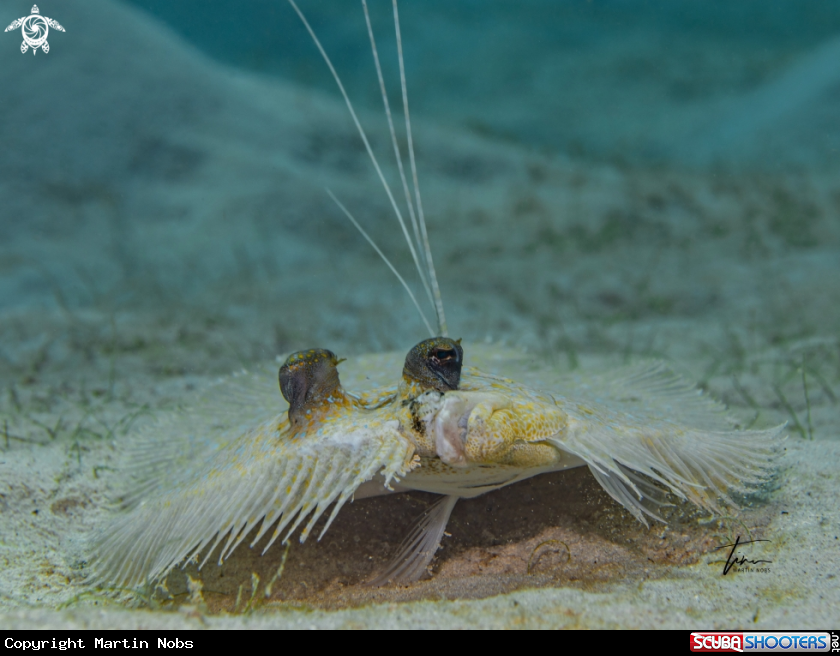 A Peacock Flounder