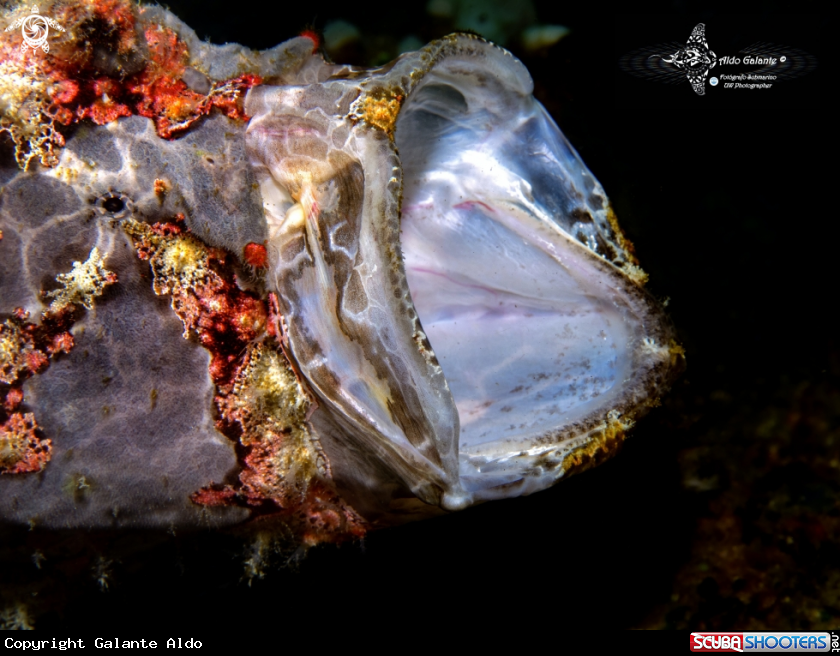 A Frogfish