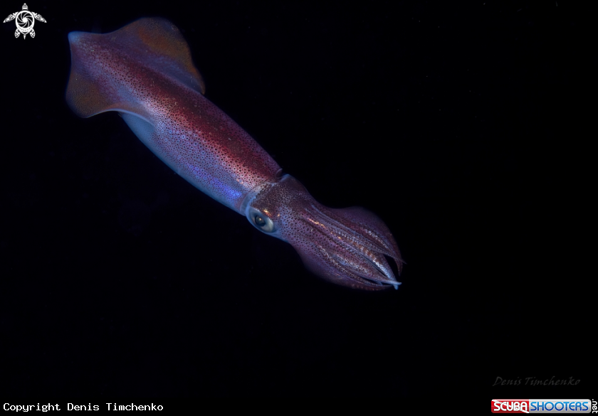 A SQUID