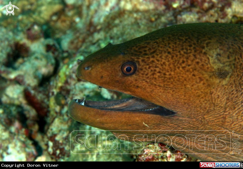 A Moray