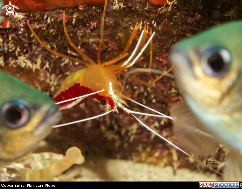A Caribbean Cleanershrimp
