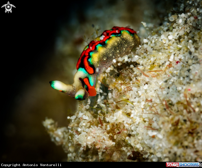A Thuridilla multimarginata nudibranch