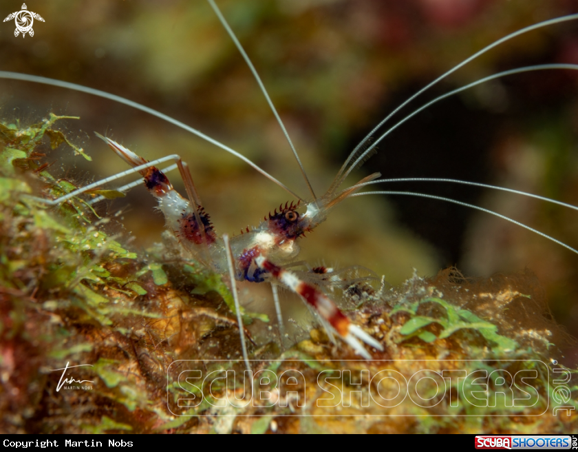 A Banded Coralshrimp