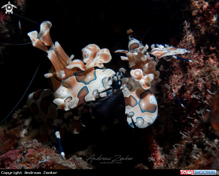 A Harlequin shrimp