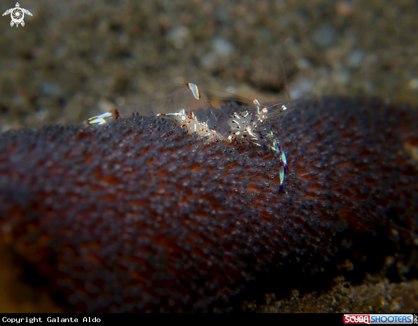 A Shrimp