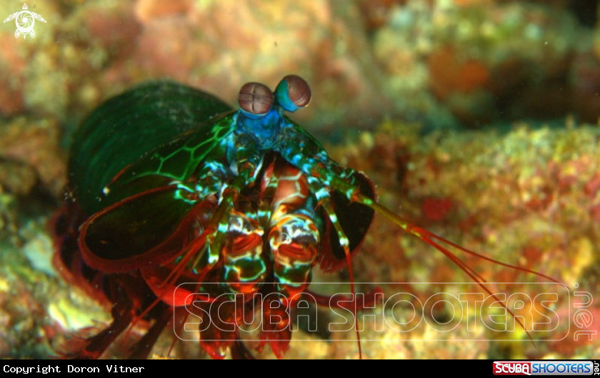 A Mantis shrimp