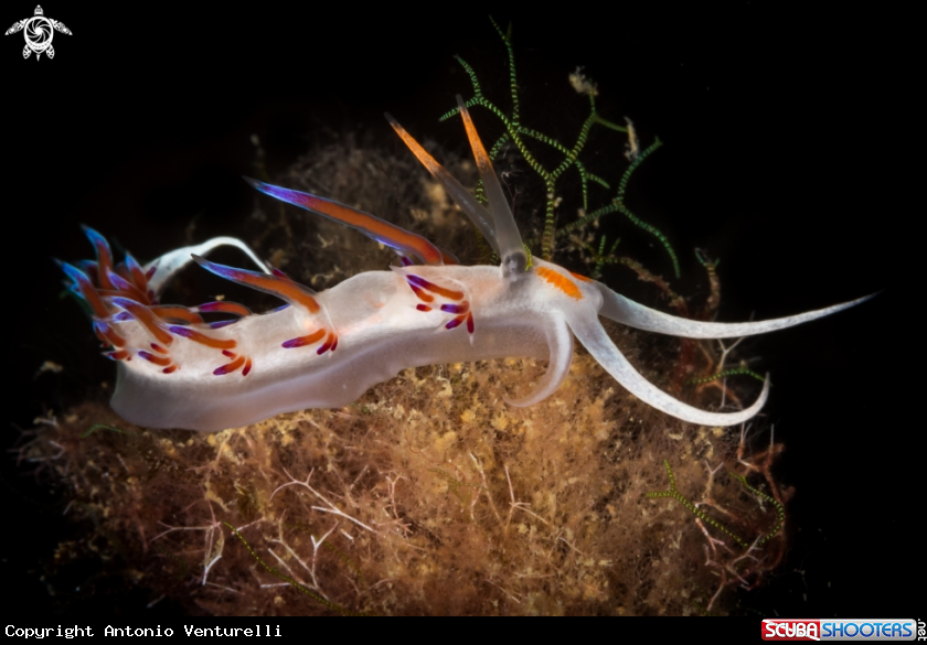 A Cratena peregrina nudibranch