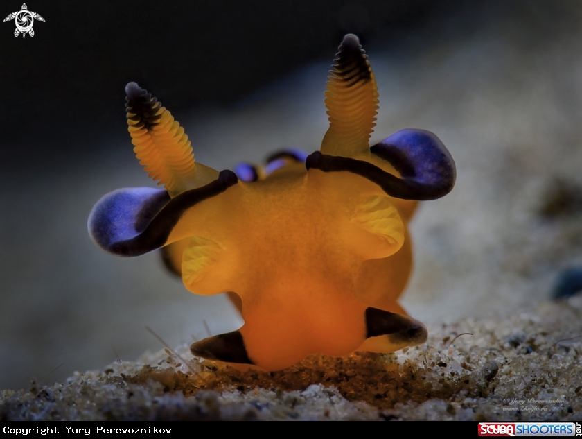 A Thecacera pacifica
